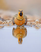 Pin-tailed Sandgrouse Poster och Canvastavla
