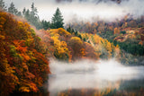 Faskally Autumn Poster och Canvastavla