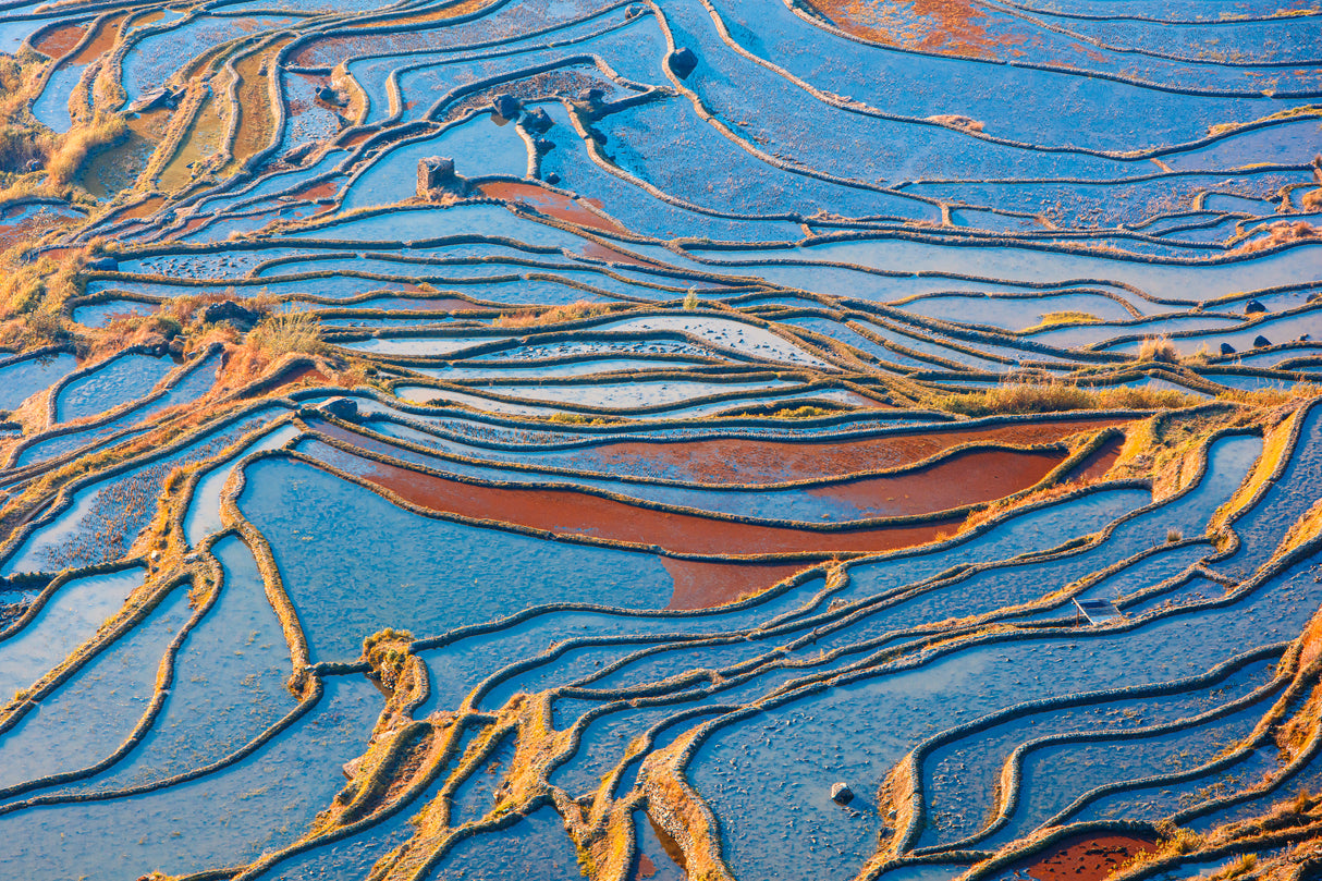 Yuanyang Hani Terraced Field-1 Poster och Canvastavla