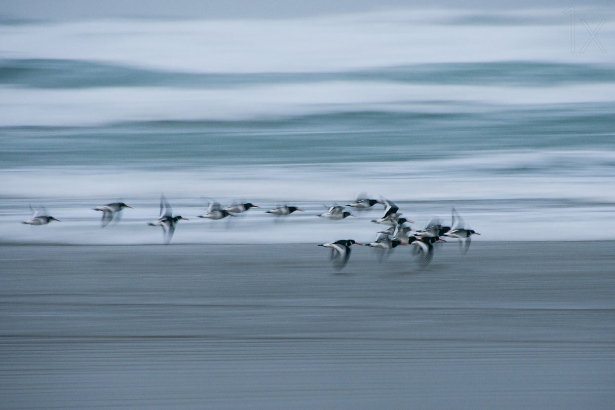 oystercatchers Poster och Canvastavla