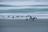 oystercatchers Poster och Canvastavla
