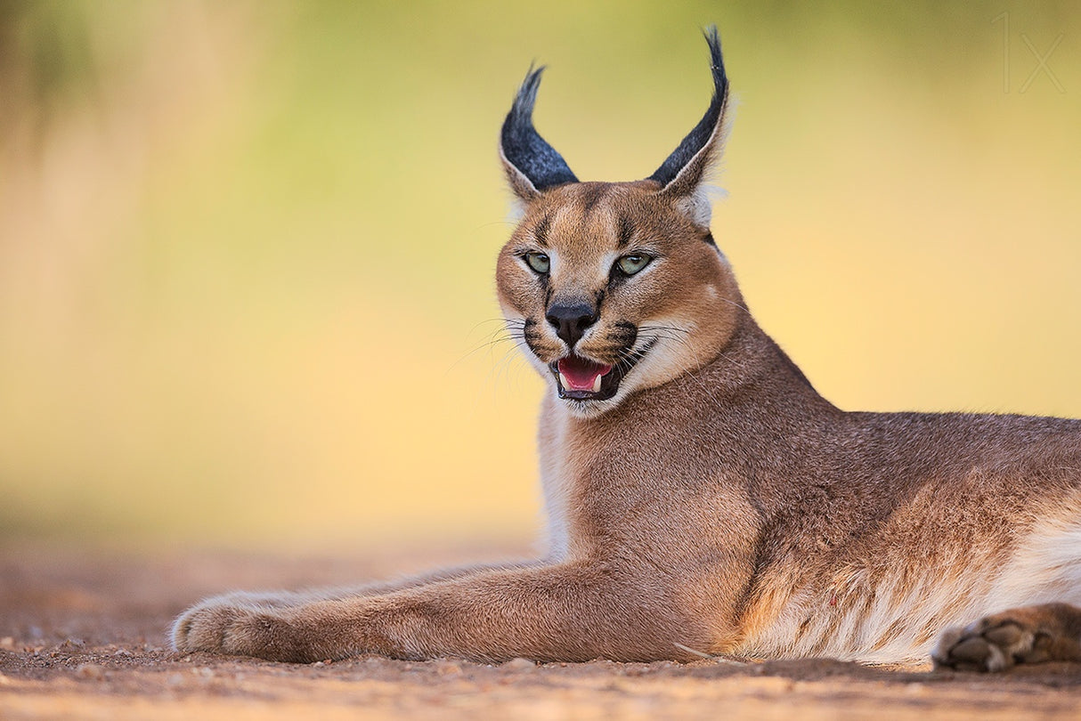 Caracal Poster och Canvastavla