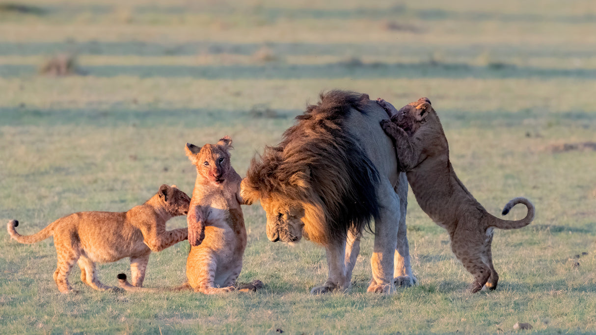 Lion  family Poster och Canvastavla