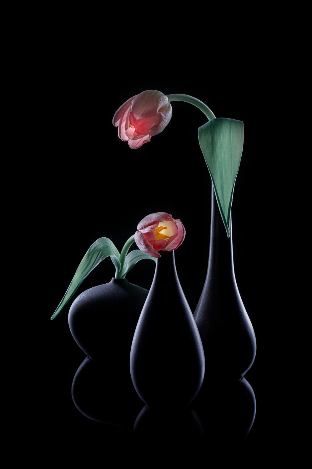 Hello Tulip Poster och Canvastavla