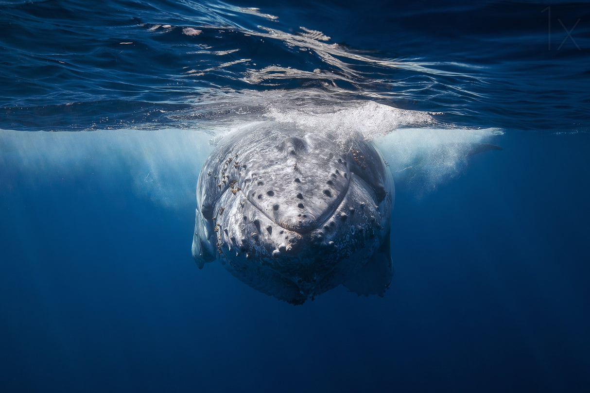 Face to face with Humpback whale Poster och Canvastavla