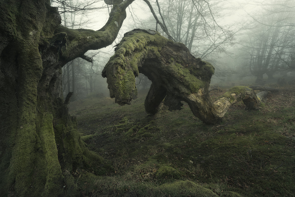 Forest Creatures Poster och Canvastavla