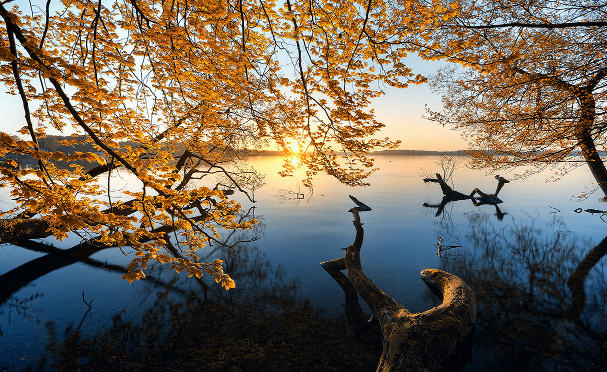 Autumn Morning Poster och Canvastavla