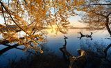 Autumn Morning Poster och Canvastavla