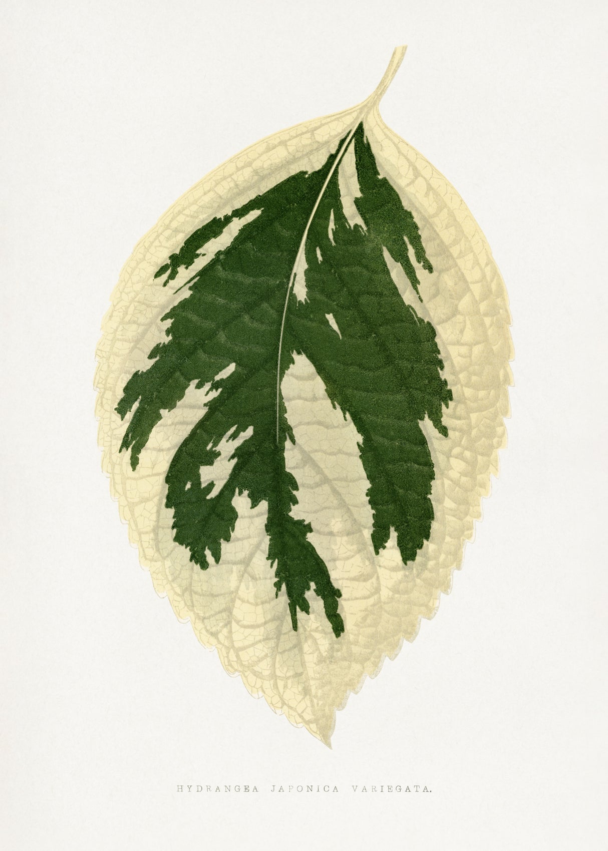 Hydrangea Japonica Variegata Leaf Illustration Poster och Canvastavla