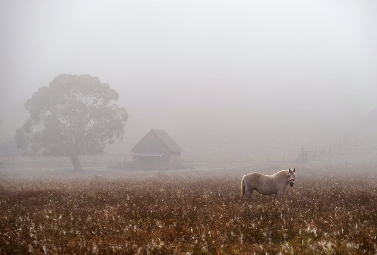 morning fog Poster och Canvastavla