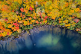 Autumn Pond Poster och Canvastavla