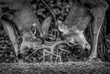 Dueling Deers Poster och Canvastavla
