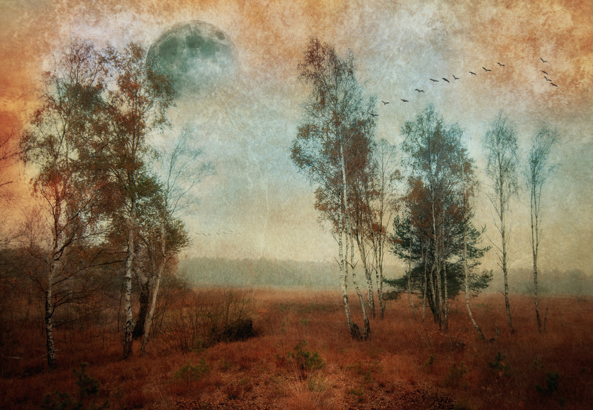 A day in the moor Poster och Canvastavla