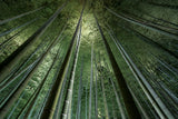 Bamboo Night Poster och Canvastavla