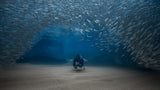 Ocean -the fish home Poster och Canvastavla