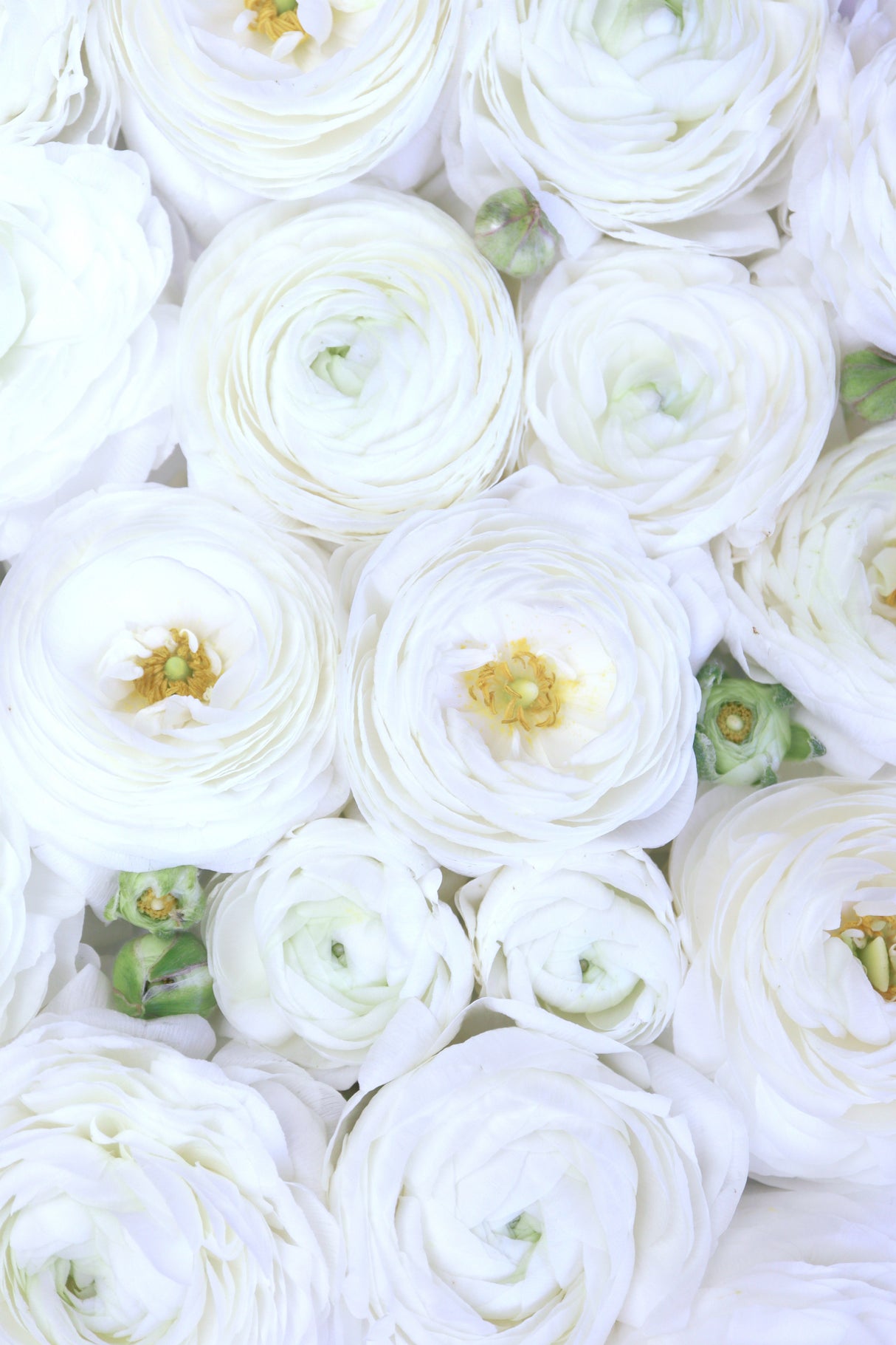 Pure white ranunculus Poster och Canvastavla