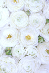 Pure white ranunculus Poster och Canvastavla