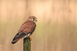 Female Common kestrel Poster och Canvastavla