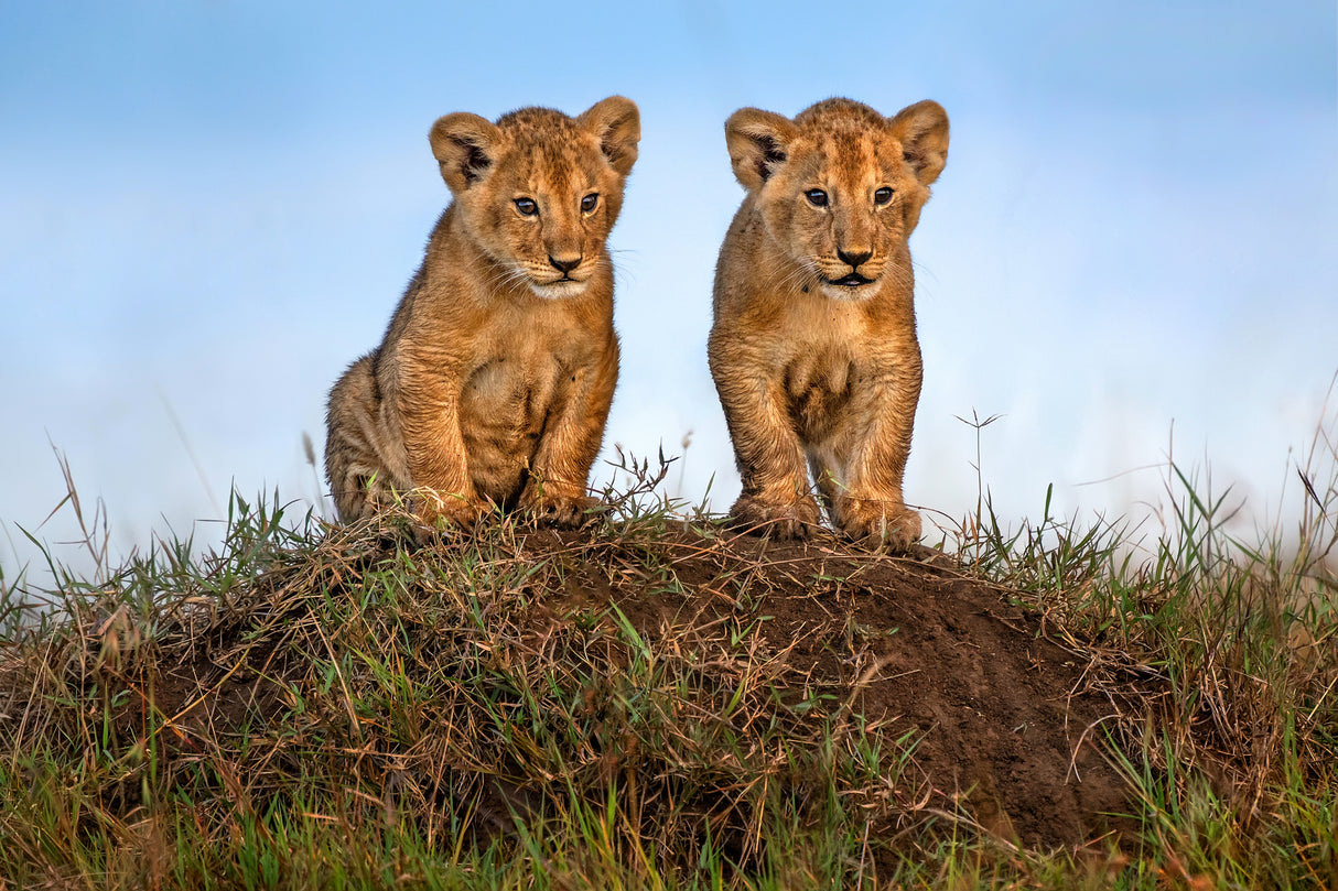 Curious lion cubs Poster och Canvastavla