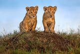 Curious lion cubs Poster och Canvastavla