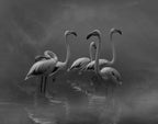 Flamingo Paradise Poster och Canvastavla