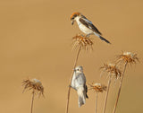 Woodchat Shrike Poster och Canvastavla
