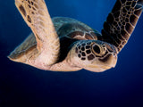 Encounter of the Turtle kind Poster och Canvastavla