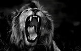 Roar Poster och Canvastavla