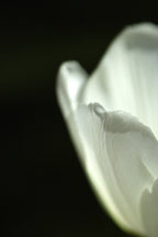 white tulip close up Poster och Canvastavla