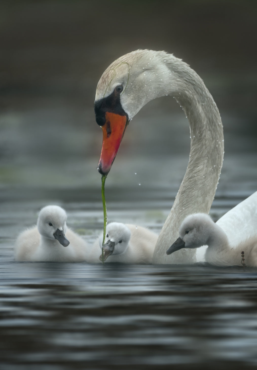 Love Poster och Canvastavla
