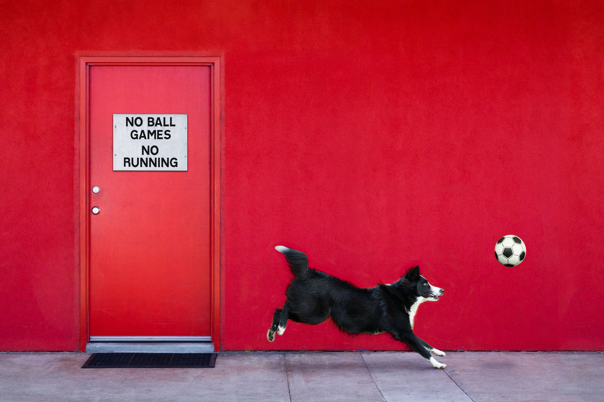 Chasing the Ball Poster och Canvastavla
