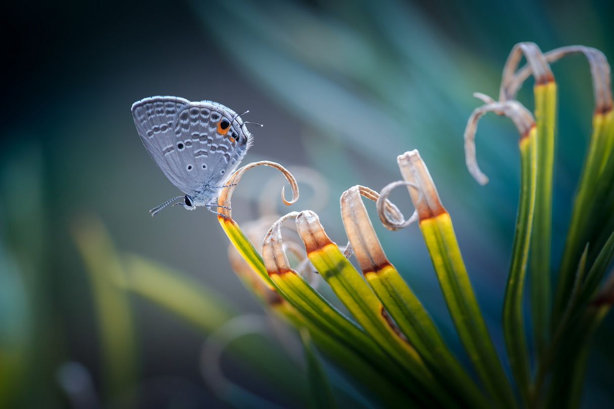 butterfly Poster och Canvastavla