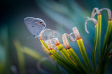 butterfly Poster och Canvastavla
