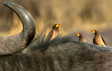 Oxpeckers on buffalo Poster och Canvastavla