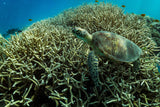 Living on the reef Poster och Canvastavla
