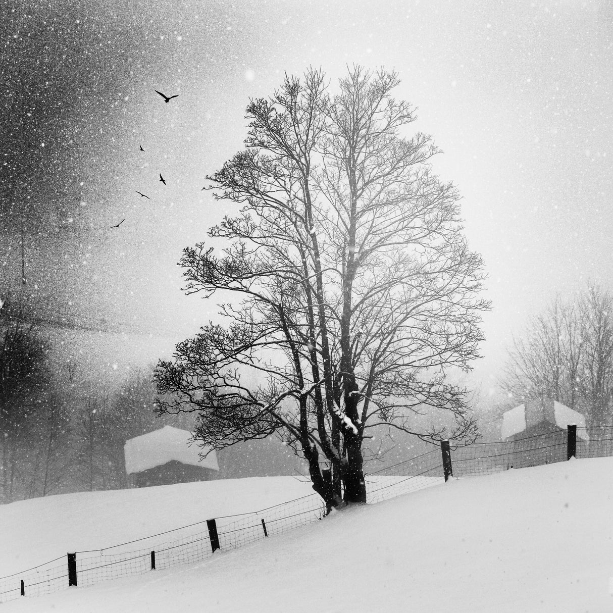 soft Winter Poster och Canvastavla
