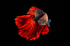 Angry fish Poster och Canvastavla