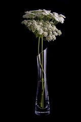 Flores Poster och Canvastavla