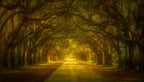 Mysterious Oak Trees Poster och Canvastavla