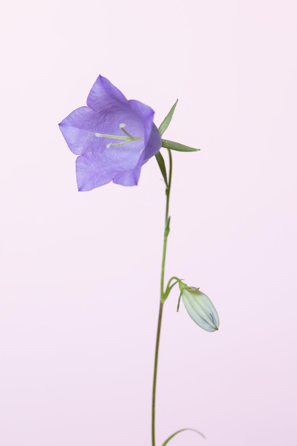 Bluebell_pink background Poster och Canvastavla