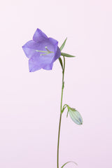 Bluebell_pink background Poster och Canvastavla