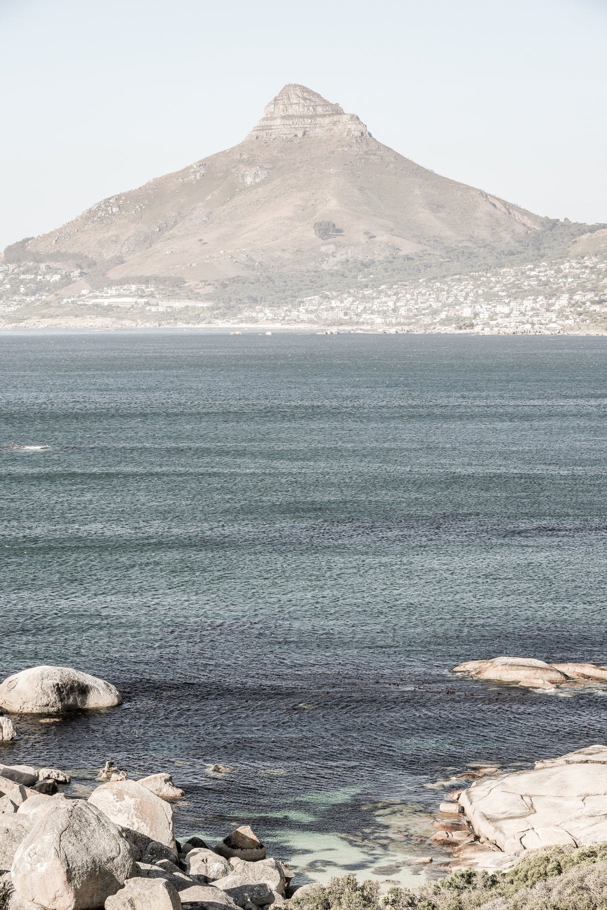 Lions Head Poster och Canvastavla