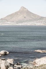 Lions Head Poster och Canvastavla