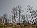 burnt trees and sky background Poster och Canvastavla