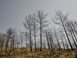 burnt trees and sky background Poster och Canvastavla