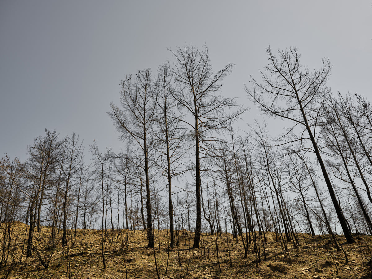 burnt trees and sky background Poster och Canvastavla