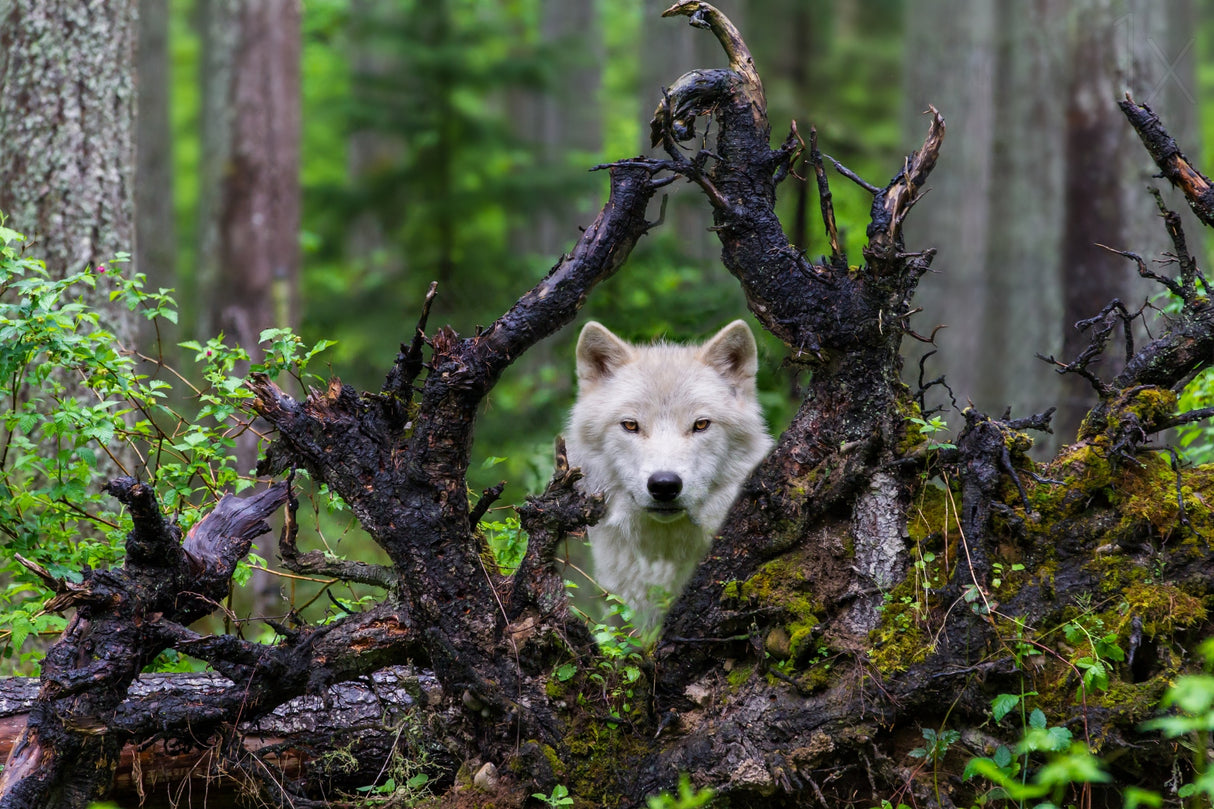 Wolf Poster och Canvastavla