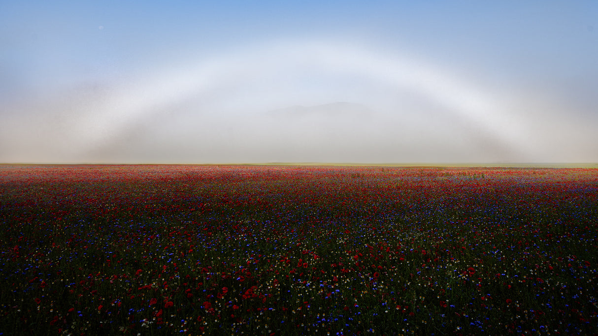 Fogbow Poster och Canvastavla