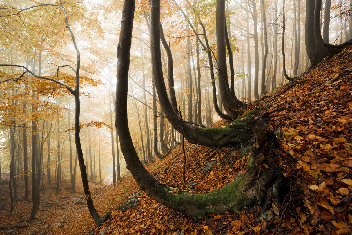 Mystic Autumn Forest Poster och Canvastavla