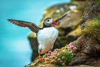 Magical puffins Poster och Canvastavla